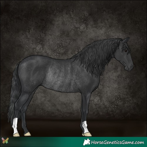 Horse Color:Black Rabicano 