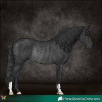 Horse Color:Black Rabicano 