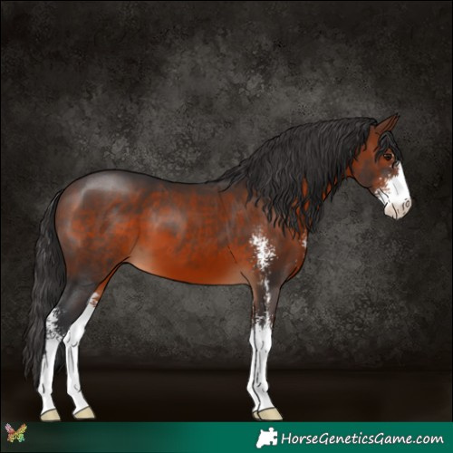 Horse Color:Brown Sabino 