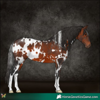 Horse Color:White Spotted Brown 