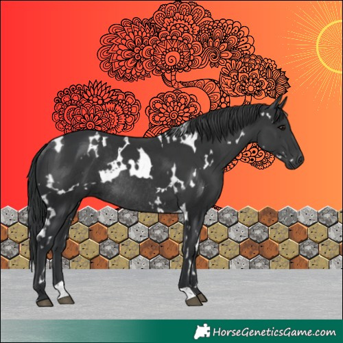 Horse Color:White Spotted Black Rabicano