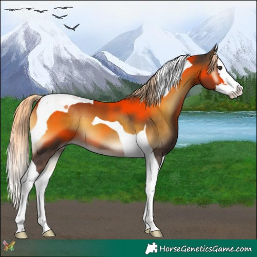 Horse Color:Chocolate Palomino Onyx Splash Tobiano