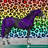 Horse Color:Black Splash