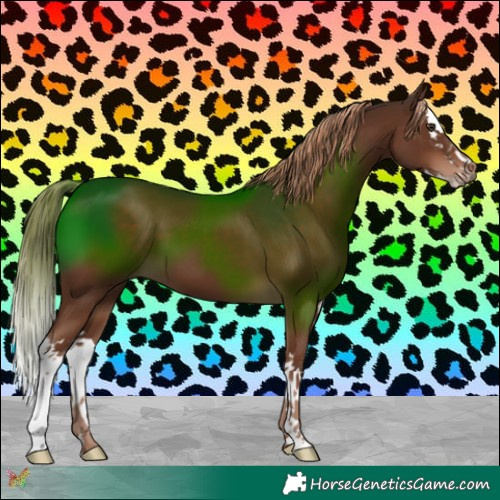 Horse Color:Liver Chestnut Splash 