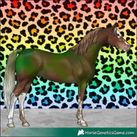Horse Color:Liver Chestnut Splash 