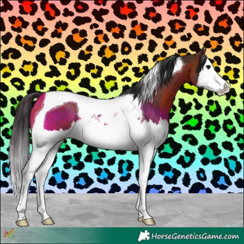 Horse Color:Bay Splash Tobiano