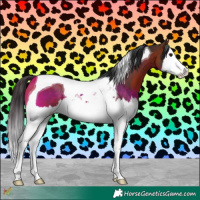 Horse Color:Bay Splash Tobiano
