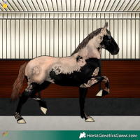 Horse Color:Void Amber Champagne Splash