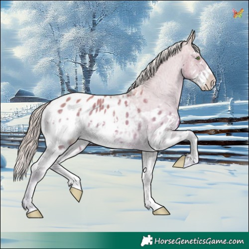 Horse Color:Watercolor White Spotted Gold Cream Champagne Blanket