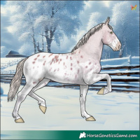 Horse Color:Watercolor White Spotted Gold Cream Champagne Appaloosa 