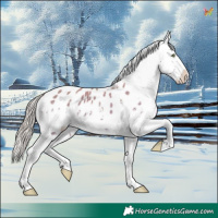 Horse Color:Watercolor White Spotted Gold Cream Champagne Appaloosa 