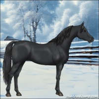 Horse Color:Black 
