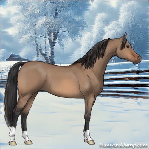 Horse Color:Brown Dun 