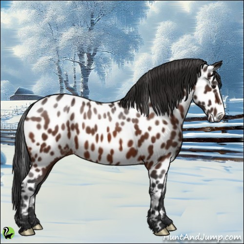 Horse Color:Bay Appaloosa 