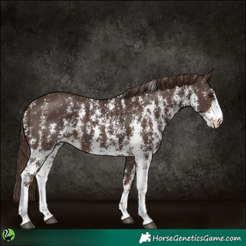 Horse Color:Liver Chestnut Sabino 