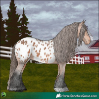 Horse Color:Bay Appaloosa