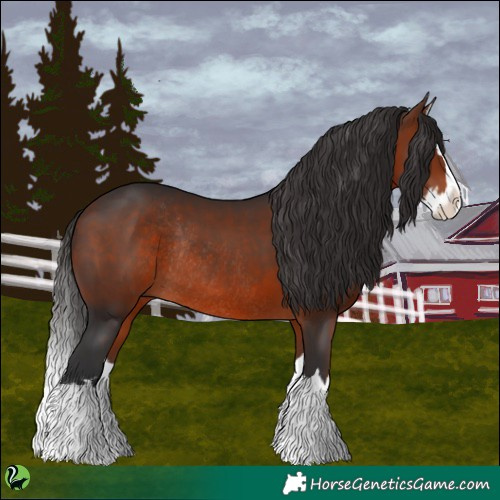 Horse Color:Bay Splash Rabicano 