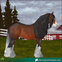 Horse Color:Bay Splash Rabicano 