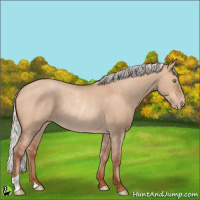 Horse Color:Silver Sable Champagne Dun Rabicano 