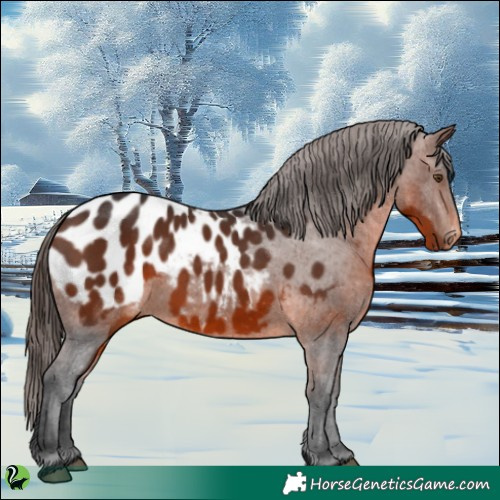Horse Color:Brown Appaloosa 