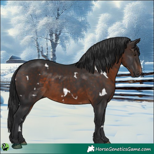 Horse Color:White Spotted Brown 