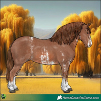 Horse Color:Chestnut Sabino 