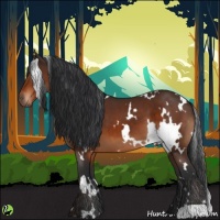 Horse Color:White Spotted Bay 