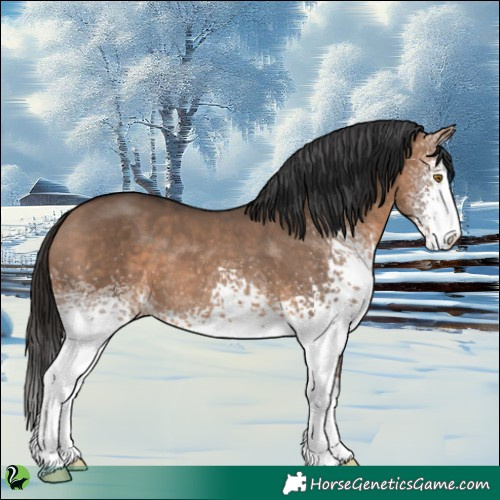 Horse Color:White Spotted Bay Dun 
