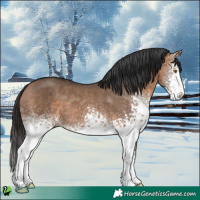 Horse Color:White Spotted Bay Dun 