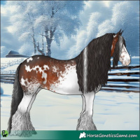 Horse Color:White Spotted Brown 