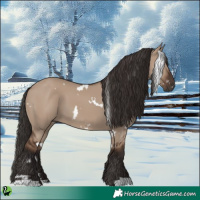 Horse Color:White Spotted Liver Red Dun 