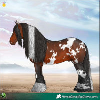 Horse Color:White Spotted Brown 