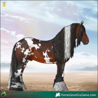 Horse Color:White Spotted Brown