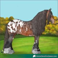 Horse Color:White Spotted Bay Tobiano Appaloosa