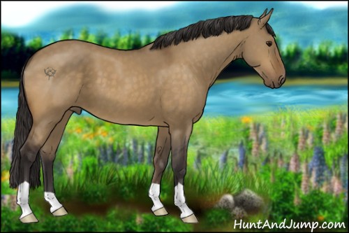 Horse Color:Buckskin Dun 