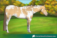 Horse Color:White Spotted Amber Cream Champagne 
