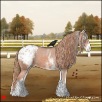 Horse Color:White Spotted Chestnut Blanket 