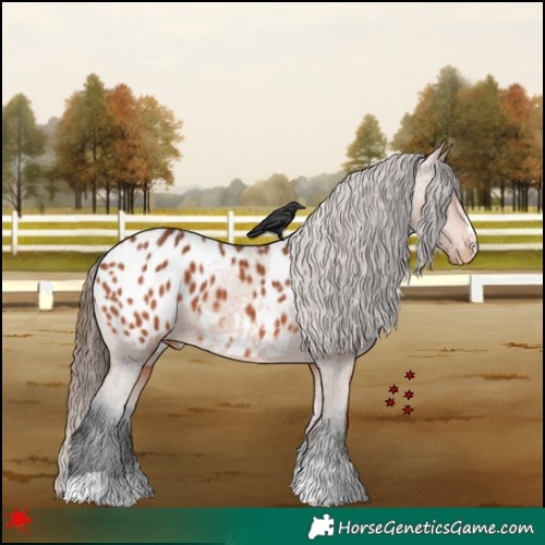 Horse Color:Bay Appaloosa 