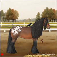 Horse Color:Bay Roan Appaloosa