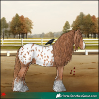 Horse Color:White Spotted Chestnut Blanket 