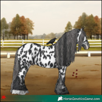 Horse Color:Black Near Leopard