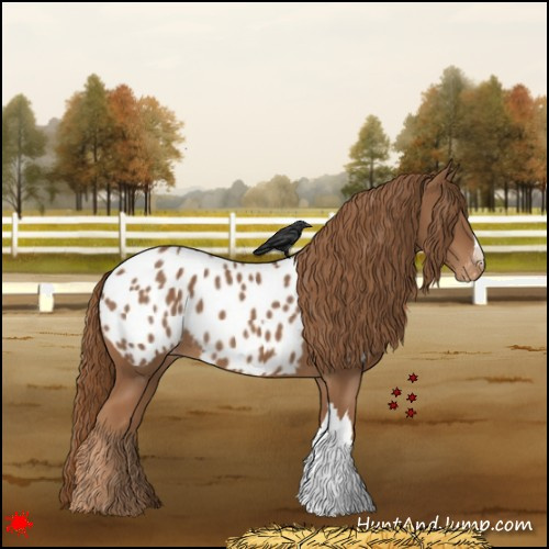 Horse Color:Chestnut Appaloosa 