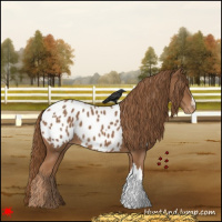 Horse Color:Chestnut Appaloosa