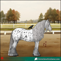 Horse Color:Black Near Leopard 