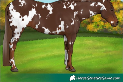 Horse Color:Gray White Spotted Chestnut 