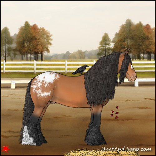Horse Color:Bay Appaloosa