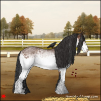 Horse Color:White Spotted Bay 