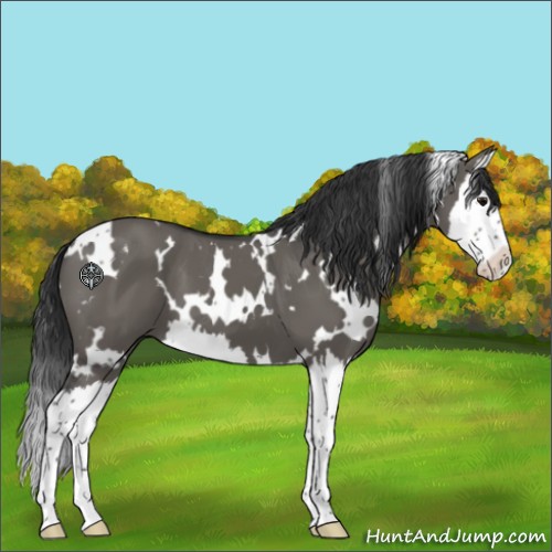 Horse Color:White Spotted Grullo Splash 