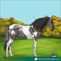 Horse Color:White Spotted Grullo Tobiano 