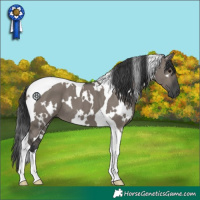 Horse Color:White Spotted Grullo Tobiano
